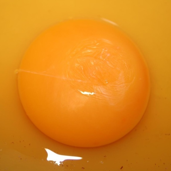 Scandalo uova al fipronil. Dopo l’allerta lanciata per prima in Italia dallo Sportello dei Diritti lo scorso 1 agosto, il Ministero salute pubblica i chiarimenti sulla situazione nel Nostro Paese